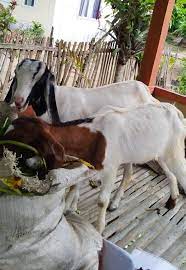 Calf, anak, lamb, goat, child, goats, cowshed, nail goat, five goat, goat meat. Photography Anak Kambing Etawa Super Steemit