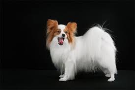 There are no chains on the papillon. Papillon Dog Breed Information Pictures Characteristics Facts Dogtime