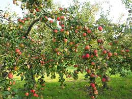 Maybe you would like to learn more about one of these? A Guide To Planting A Wonderful Permaculture Fruit Tree Guild Garden And Happy