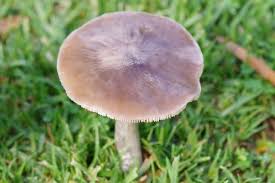 It also helps to increase the amount of oxygen that gets to the roots of your grass. How To Get Rid Of Mushrooms In Yard Once And For All Lawn Chick