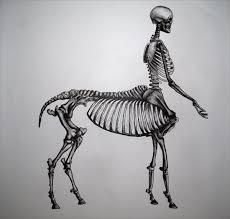 Centaur Anatomy Them Bones Art Centaur Mythological Creatures