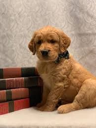 Golden retriever puppy for sale in carson city, nv, usa. Fields Of Gold Golden Retrievers Home Facebook