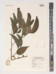 Image result for Strombosia