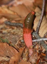 Image result for Mutinus elegans