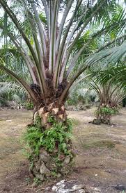 Cara menjual uang 1000 kelapa sawit. Warisan Petani Kebun Kelapa Sawit 2 Pemangkasan Pelepah