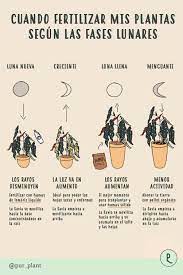 Cuando Fertilizar Mis Plantas Segun La Luna Plantas Cuidado De Plantas Jardineria Y Plantas