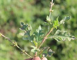 Image result for Oxygonum