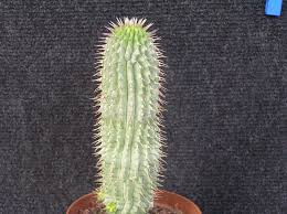 Image result for Hoodia currorii