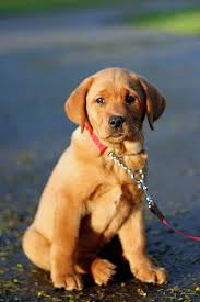 If you took your puppy on a long walk or hike before reading this, don't worry. Can I Walk My Puppy Before They Are Vaccinated