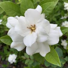 Gardenia Flower Flowers White Gardenia Flower Garden