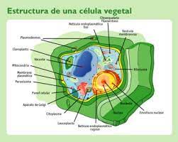 Celula Wikipedia La Enciclopedia Libre Plant Cell Plant Cell Structure Plant Cell Picture