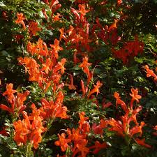 Image result for Tecoma capensis