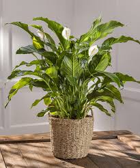 Image result for Spathiphyllum