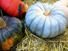 Or making some homemade pumpkin pie? 21 Awesome Kid Friendly Maryland Pumpkin Patches Near Dc