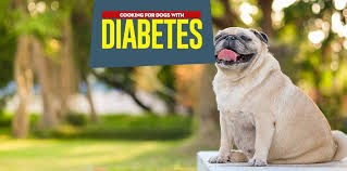 Choose low fat lean meats such as, fish, chicken, turkey, eggs. Dog Diabetes Diet Science Based Guide On What To Feed A Diabetic Dog