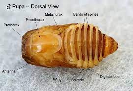 Maybe you would like to learn more about one of these? Puss Caterpillar Larva Southern Flannel Moth Adult Megalopyge Opercularis