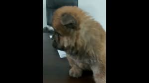 Pets for sale southeast missouri craigslist. Chow Chow Puppies For Sale Craigslist 07 2021