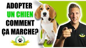 L'adoption en refuge, comment ça se passe ? Comment Adopter Un Chien Nos Conseils Pour Reussir Blog Tractive
