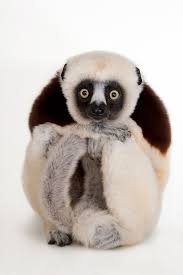 Pin By Marina Kod On Animaux Sauvages Endangered Animals Rare Animals Cute Animals