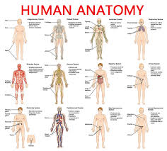 Full Picture Real Human Body Full Human Body Diagram Full
