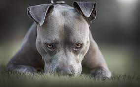 pin on animals wallpapers