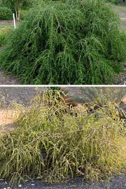 Image result for Fuerstia angustifolia