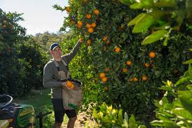 Season And Varieties Wa Citrus