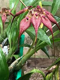 Image result for Rhipidoglossum globulosocalcaratum