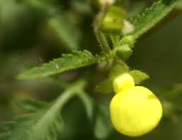 Image result for Calceolaria tripartita