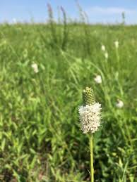 Image result for Buchnera candida