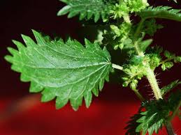 Image result for Urtica urens