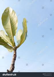 Image result for Anthocleista