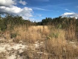 Image result for Volusia resupinata