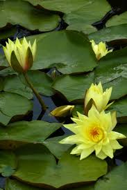 Check spelling or type a new query. Water Lily Ninfee Idee