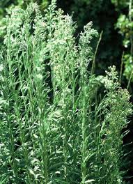 Image result for Erigeron sumatrensis