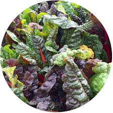 Cut the weaker seedlings off at soil level with small scissors. Swiss Chard Growing Guide Kidsgardening