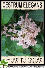 Check spelling or type a new query. Cestrum Elegans How To Grow Care