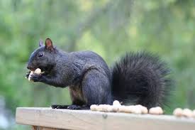 Check spelling or type a new query. Yes Virginia There Are Black Squirrels In Massachusetts