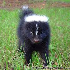 Baby Skunk Baby Skunks Baby Animal Names Cute Animals