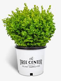 We did not find results for: Buy Boxwood Shrubs Online Boxwood Shrubs For Sale The Tree Center