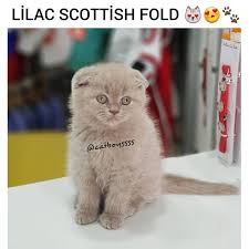 Satilik Scottish Fold Panosundaki Pin