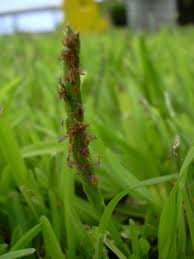 We did not find results for: Image Stenotaphrum Secundatum St Augustine Grass Biolib Cz