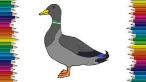 How To Draw A Mallard Duck Step By Step Easy Animals To Draw For Beginners