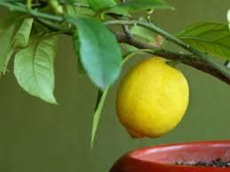 Kuru ciltlere önerilen bazı uygulamalar vardır. Evde Limon Agaci Nasil Yetistirilir Dogalist