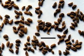 Image result for Polyscias fulva