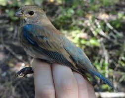 Bird Without Tail Feathers Young Blugeorgia Birds Barred Tail Feather Google Search Animals Tail Feathers Bird