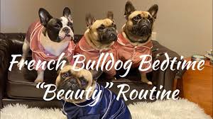 All about the blue french bulldog puppy. French Bulldog Bedtime Beauty Routine Youtube