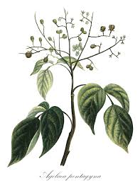 Image result for Connaraceae