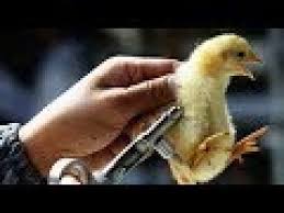Modern medicine in the twentieth century were able to conquer many deadly diseases, an vaccination in almost full volume to be completed 20 months of a child's life. Commercial Poultry Farming Manual Chicken Vaccination Youtube