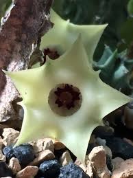 Image result for Huernia erectiloba